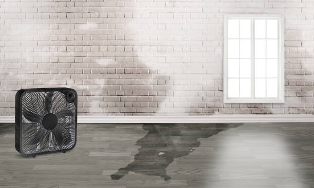 Best Water damage restoration insurance claims  in Locust Fork, AL